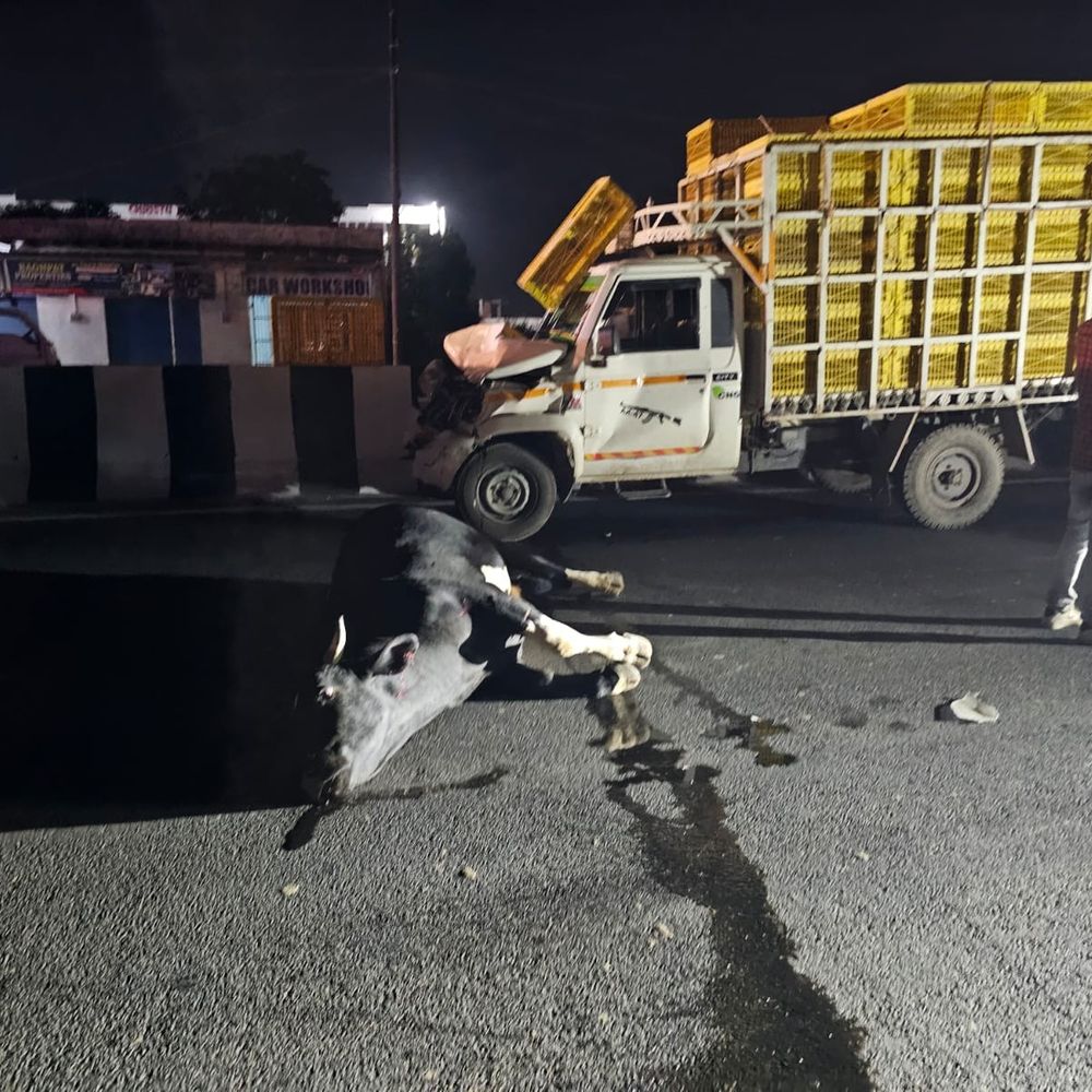 पिकअप सांड से टकराई, चालक सुरक्षित:बागपत में दिल्ली-सहारनपुर मार्ग पर हुआ हादसा, सांड घायल
