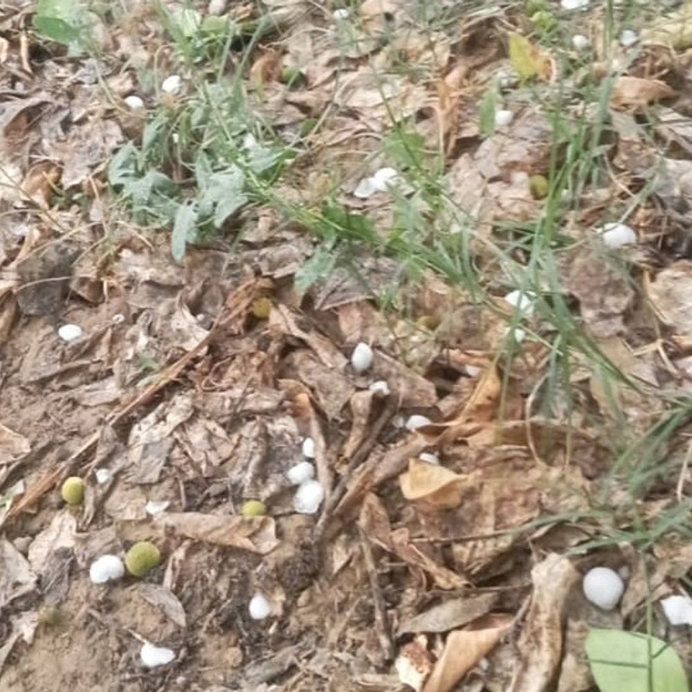 रावतसर में हल्की बारिश, गिरे ओले:  हनुमानगढ़ में मौसम बदला, गर्मी से मिली राहत; किसानों को फायदा – Hanumangarh News