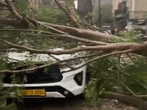चंडीगढ़-मोहाली में बारिश-आंधी ने मचाई तबाही, PHOTOS:  पेड़ गिरने से कई रास्ते बंद; मंदिर और स्कूल के दरवाजों को पहुंचा नुकसान – Chandigarh News