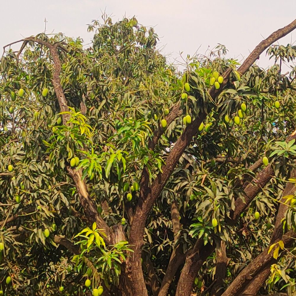 अयोध्या में आंधी-तूफान से आम के पेड़ टूटे:30% फल गिरे, मवई-रुदौली से कुमारगंज तक किसान-व्यापारी परेशान