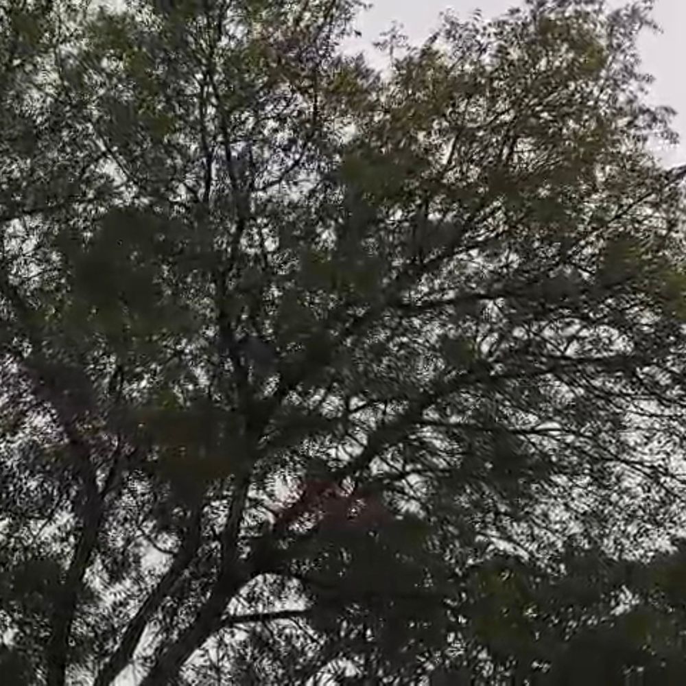 प्रतापगढ़ में तेज आंधी-तूफान, बूंदाबांदी शुरू:तापमान गिरा, गर्मी से मिली राहत; ओलावृष्टि की संभावना
