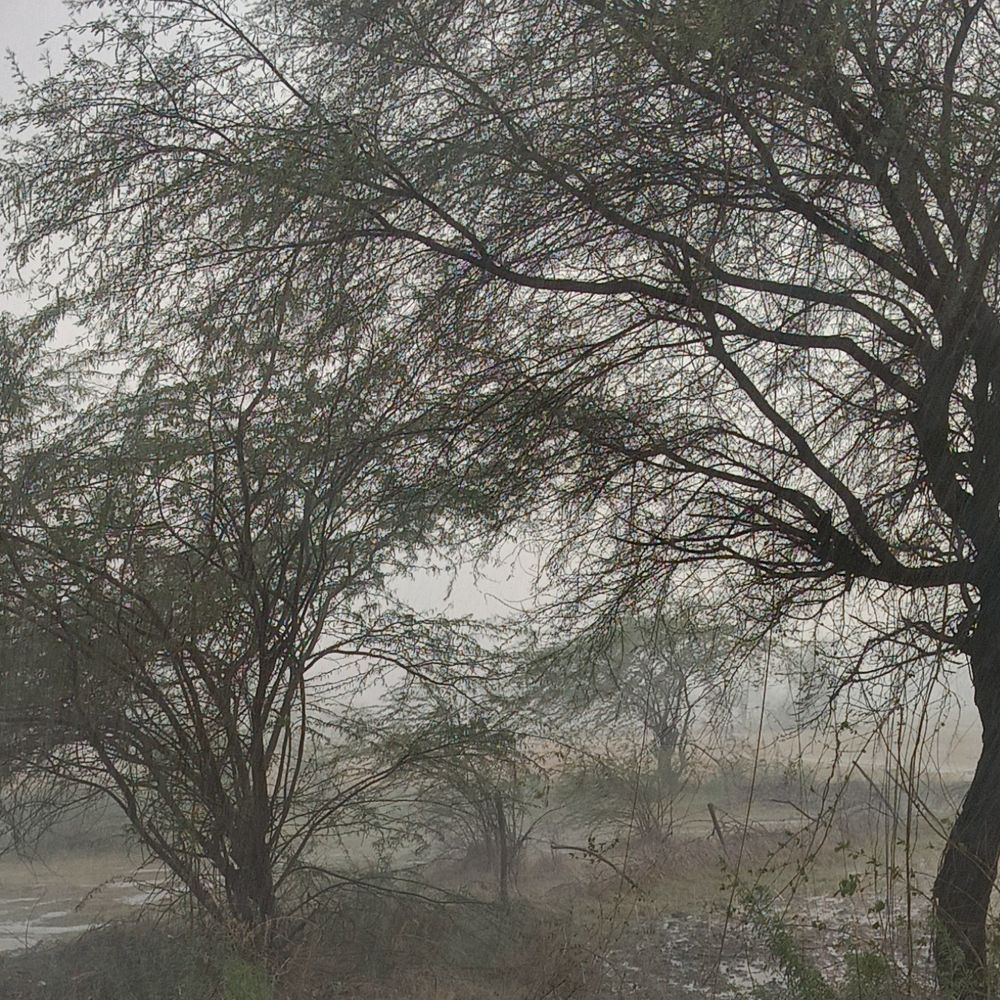 महोबा में तेज हवाओं के साथ बारिश शुरू:तापमान में आई गिरावट, पेड़ टूटकर गिरे