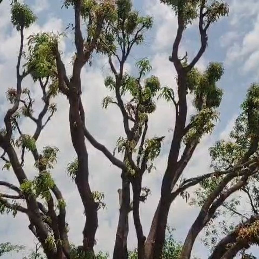 अमरोहा में भूमाफियाओं ने हरे-भरे आम के बाग काटे:प्रशासन पर अनदेखी का आरोप, पर्यावरण को खतरा, लोगों में आक्रोश