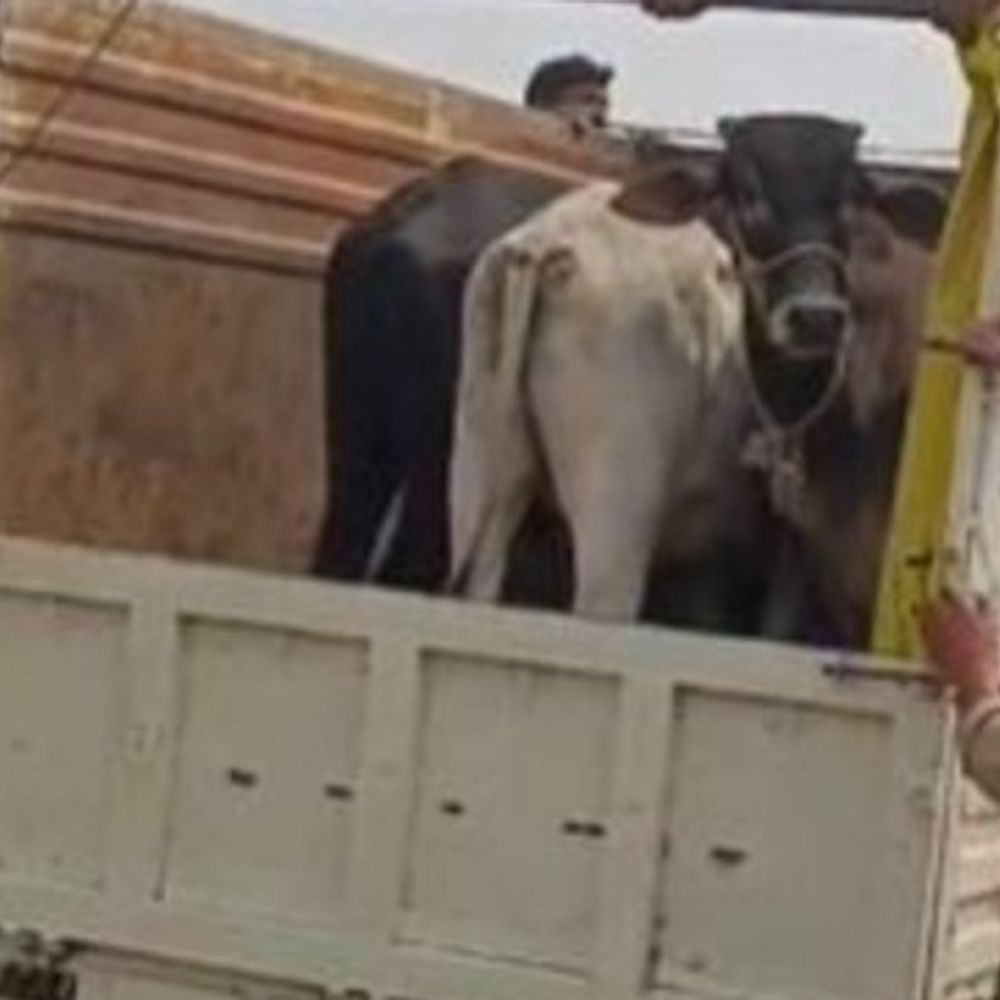 सोहना में गोरक्षक को कुचलने का प्रयास:  तस्करी कर ले जाई जा रही थी गाय, पुलिस ने दो आरोपियों को किया अरेस्ट – Sohna News
