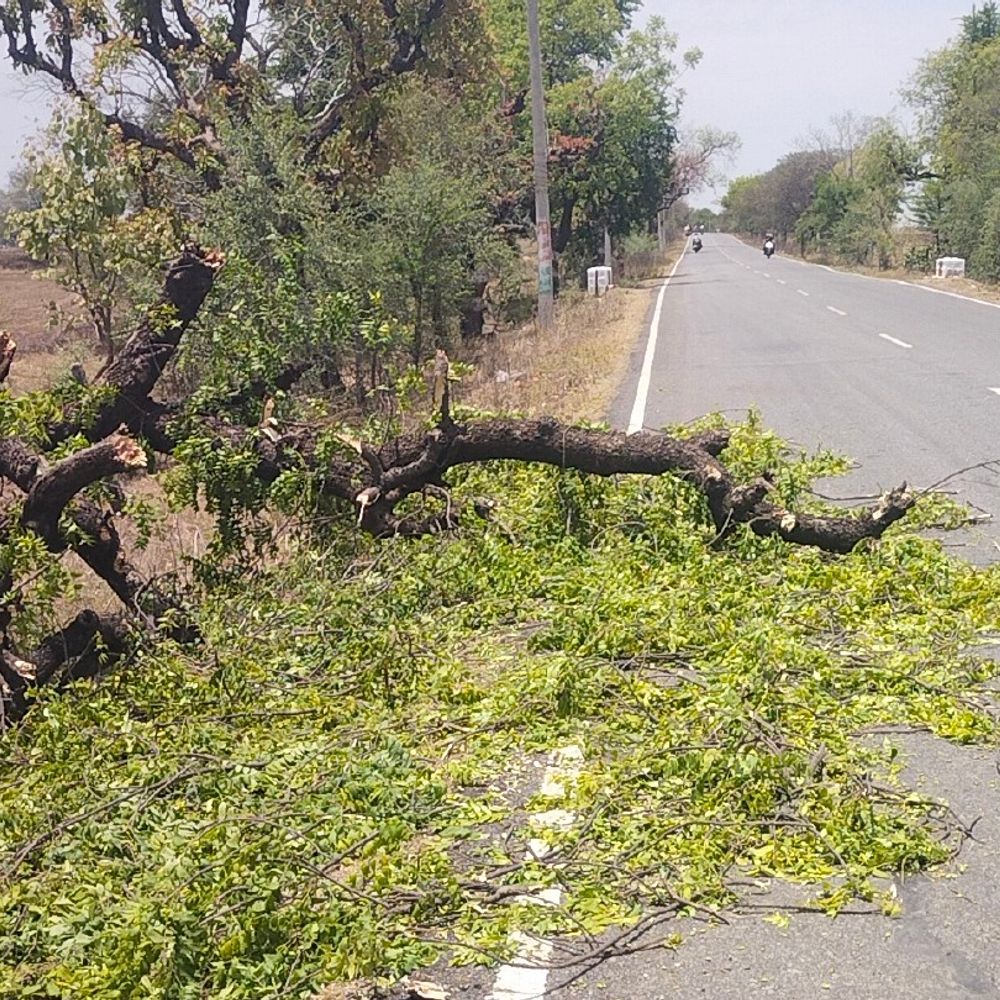 ललितपुर में आंधी-बारिश से 36 गांवों की बिजली गुल:महरौनी मार्ग पर पेड़ गिरे, मंडी में कई क्विंटल गेहूं भीगा