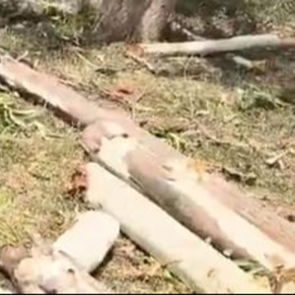 आगरा में बिना अनुमति के काट दिए 16 पेड़:वनरक्षक की शिकायत पर दो लोगों पर FIR,जांच में जुटा विभाग