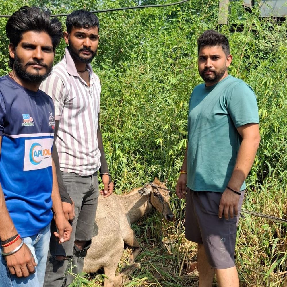 बागपत में अज्ञात वाहन ने नीलगाय को मारी टक्कर:हादसे के बाद मदद को तरसता वन्य जीव, दो घंटे की देरी से पहुंची टीम