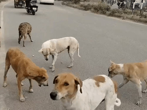 कटखने कुत्तों के लिए चार करोड़ से बनेगा डॉग-शेल्टर:  किचन में डॉग के मेन्यू के हिसाब से मिलेगा ब्रेकफास्ट, लंच व डिनर – Kanpur News