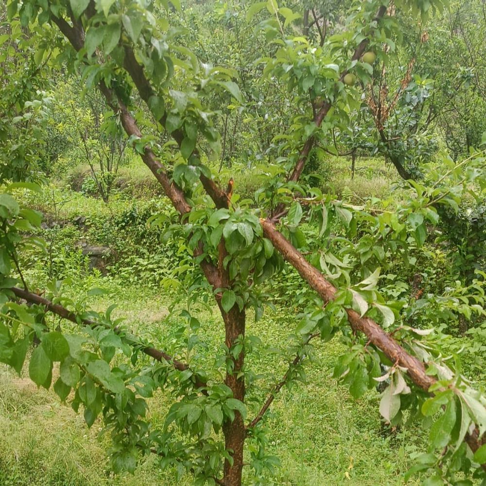 शिमला में भालू का आतंक:  बागवानों को लाखों का नुकसान, तोड़े प्लम के पेड़, शाम ढलते ही घरों में कैद होने को मजबूर लोग – Rampur (Shimla) News