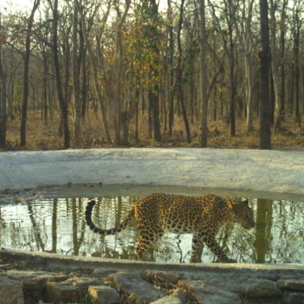 रायसेन में भीषण गर्मी में जंगलों के सौंसर बने सहारा,:बाघ, तेंदुआ, हिरण सहित वन्य प्राणी बुझा रहे प्यास, 44 डिग्री तक पहुंच चुका पारा