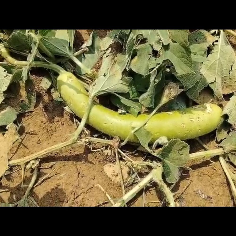 रामगढ़ में ओलावृष्टि से फसलें बर्बाद:  किसानों को लाखों रुपए का नुकसान, जनप्रतिनिधियों ने किया निरीक्षण – Ramgarh (Jharkhand) News