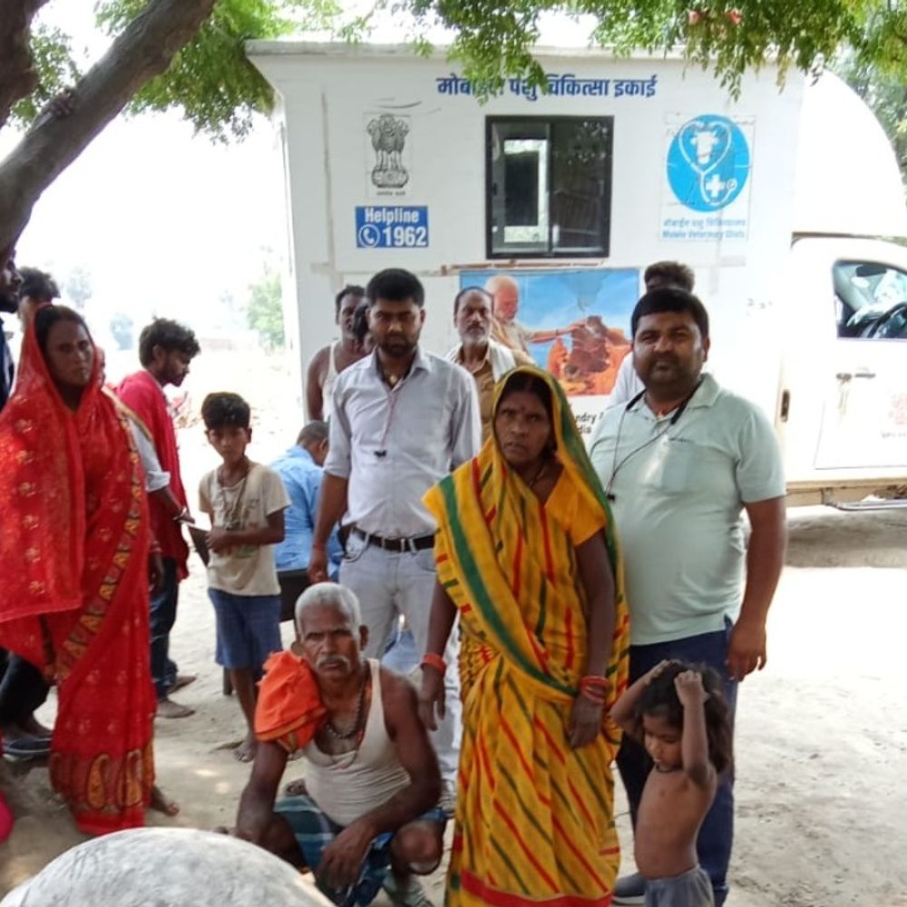 11 हजार वोल्ट तार गिरने से एक गाय की मौत:  डंडारी में दूसरी गंभीर रूप से झुलसी, पशु एम्बुलेंस टीम ने बचाई जान – Begusarai News