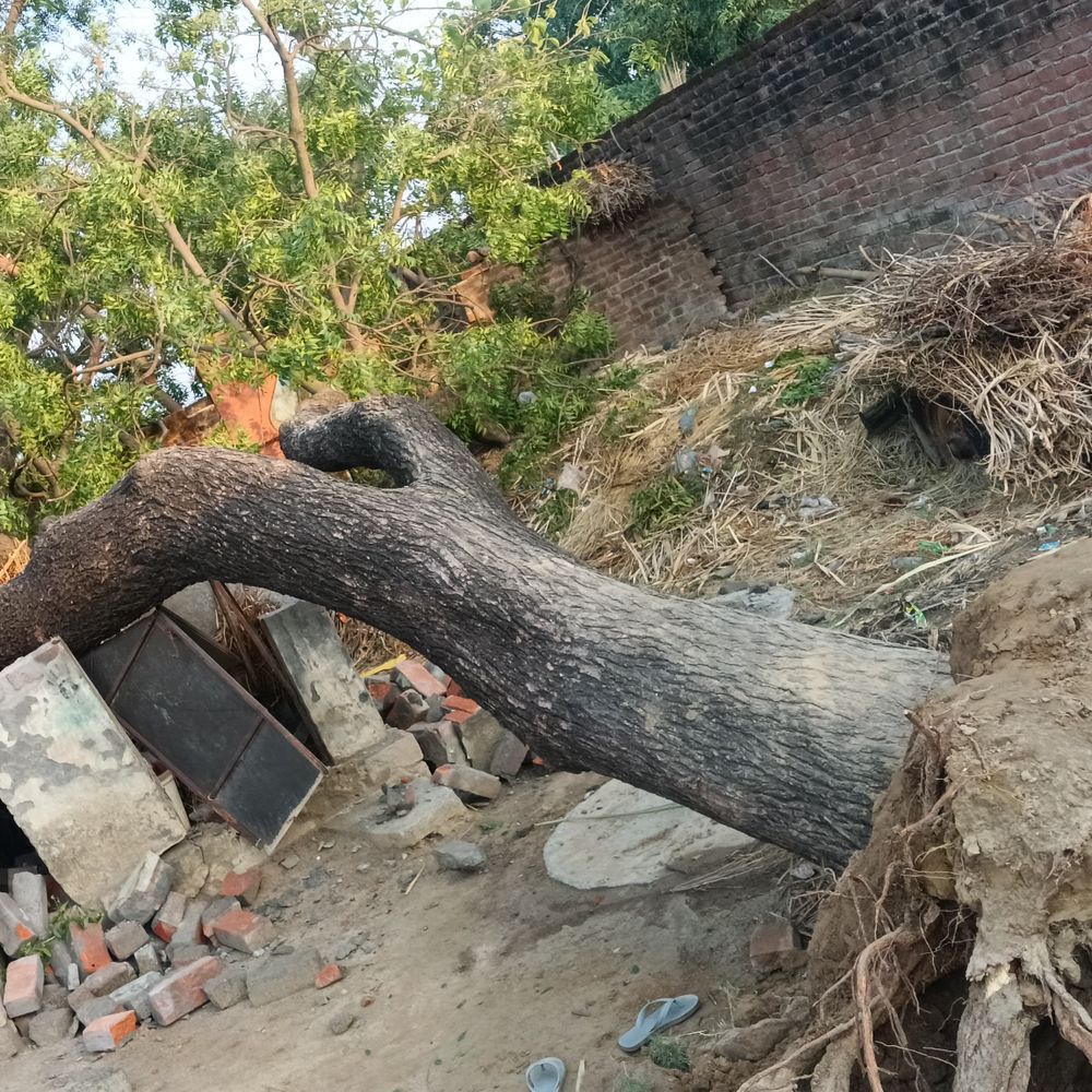 लखीमपुर में ओले गिरे, मकान गिरने से एक की मौत:  पेड़ गिरने से कई लोग घायल, आंधी-बारिश से फसलें तबाह; बिजली कटी – Lakhimpur-Kheri News