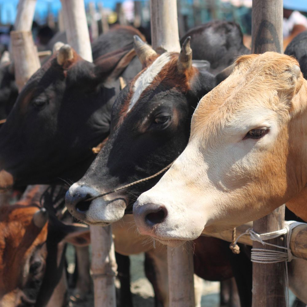 बंगाल सरकार ने स्कूलों में वंदे मातरम अनिवार्य किया:असेंबली में सबको गाना होगा; गोहत्या पर नया नोटिस- बिना फिटनेस सर्टिफिकेट काटने पर रोक