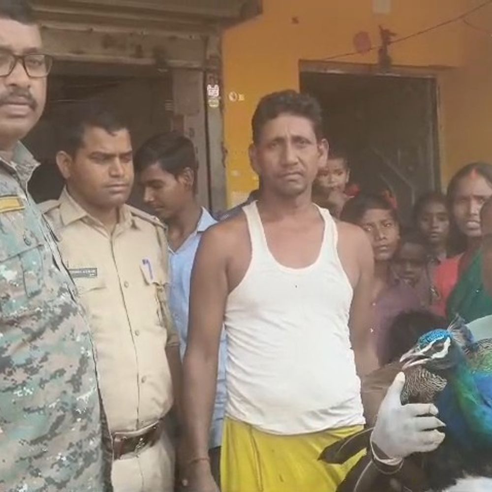घायल मोर का वन विभाग ने किया रेस्क्यू:  गिरिडीह में कुत्ते के हमले से हूुआ घायल, इलाज के बाद सुरक्षित रखा गया – Giridih News