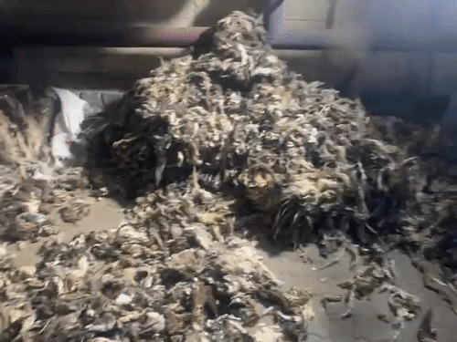 उत्तराखंड में तैयार हुआ ₹182 करोड़ का ‘जिहादी ड्रग’:  50 हजार किराए के लिए सीरियाई नेटवर्क को सौंपी फैक्ट्री, पूरी प्लानिंग से चुना गया देहरादून – Dehradun News