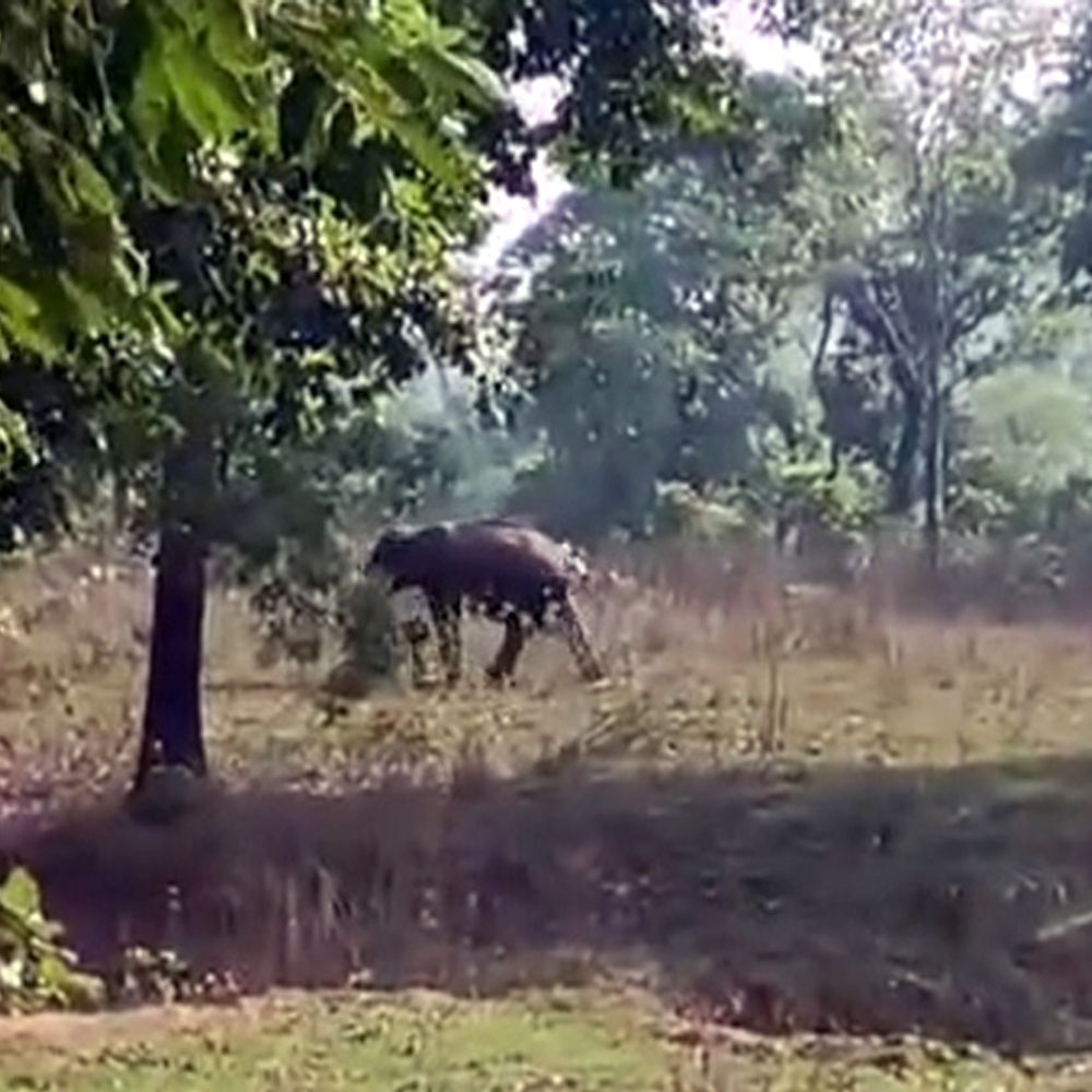 गिरिडीह में हाथी ने युवक को कुचलकर मारा:  सरिया में दो दिन में दूसरी मौत, ग्रामीणों ने वन विभाग के खिलाफ किया प्रदर्शन – Giridih News