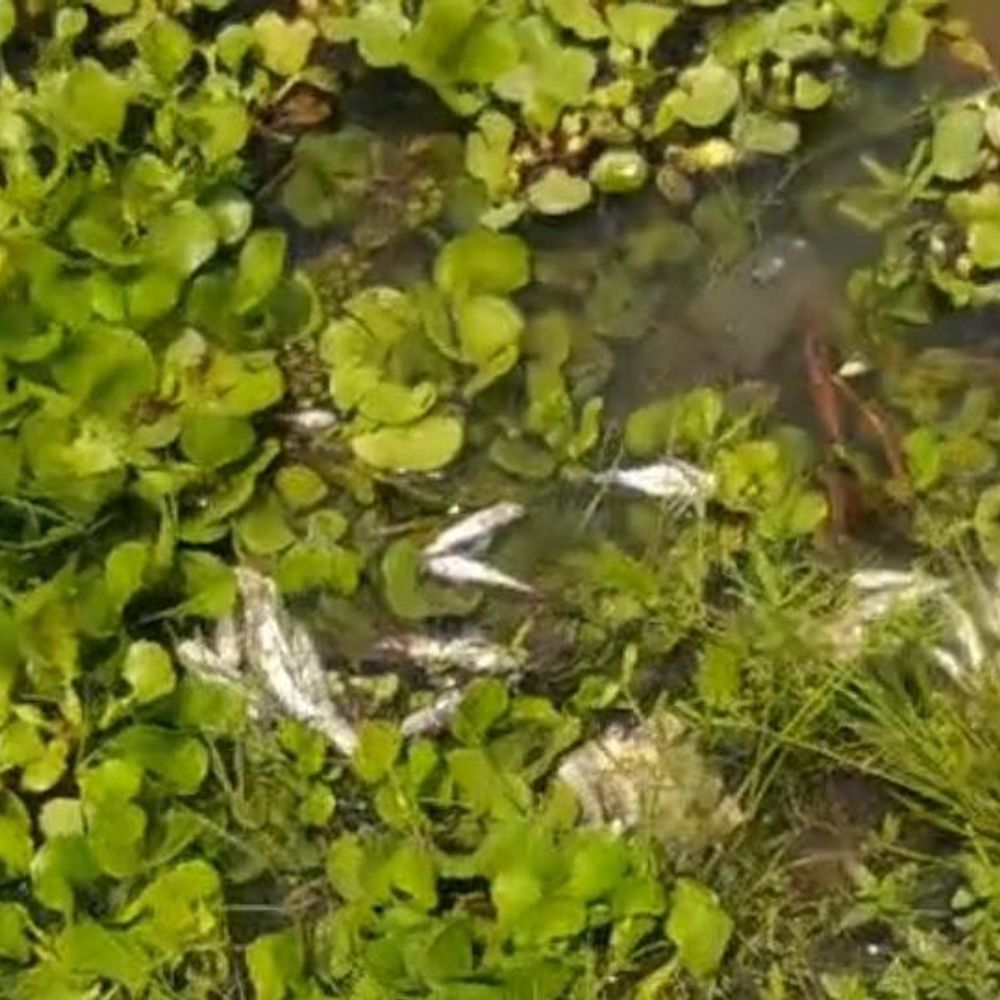 कोरबा के अहिरन नदी में सैकड़ों मछलियां मृत मिलीं:  बारूद विस्फोट से शिकार की आशंका, पेयजल आपूर्ति पर खतरा, कार्रवाई की मांग – Korba News