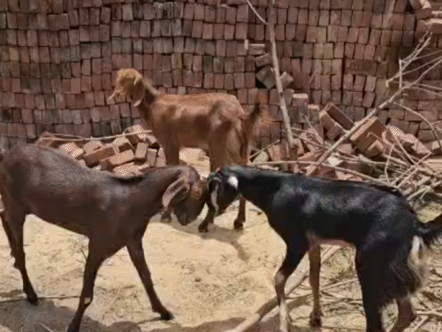 कोडरमा में एक बकरा 1.10 लाख रुपए में बिका:  बकरीद में तोतापरी बकरों की बढ़ी मांग, वजन बढ़ाने के लिए खिलाते हैं काजू किशमिश भी – koderma News