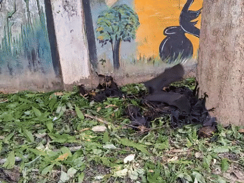 कोरबा में हीट स्ट्रोक से सैकड़ों चमगादड़ों की मौत:  पाली के नौकोनिया तालाब किनारे मरे पड़े दिखे, वन विभाग ने दफनाया – Korba News