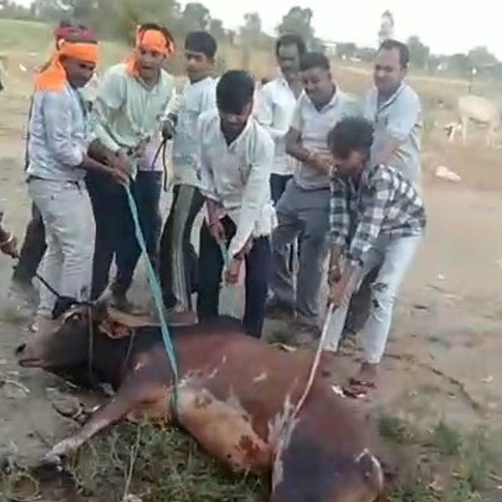 10 फीट गहरे गड्ढे में फंसे सांड का रेस्क्यू:  शिवपुरी में दो दिन तक फंसा रहा, नगर परिषद की संयुक्त टीम ने निकाला – Shivpuri News