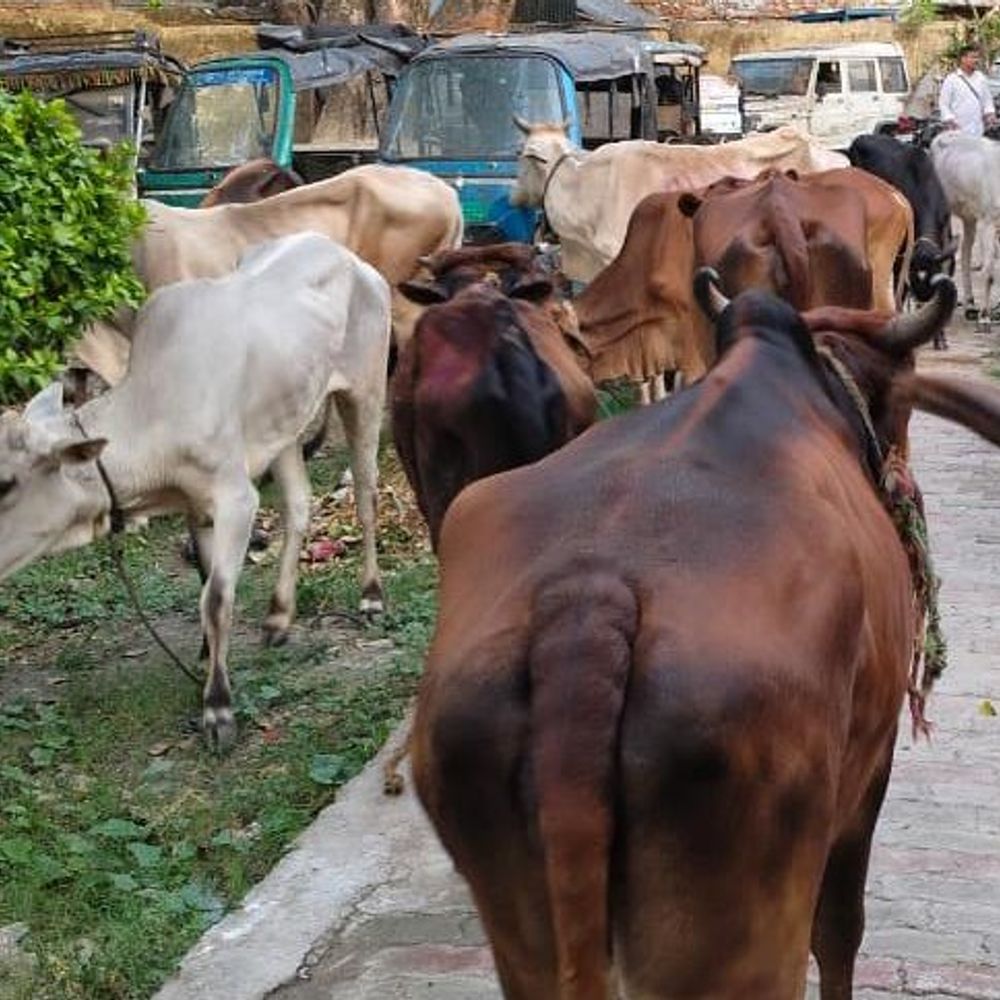 बकरीद से पहले पुलिस ने 15 गाय की बचाई जान:  बेतिया में एक तस्कर गिरफ्तार, अन्य की तलाश में छापेमारी जारी – Bettiah (West Champaran) News