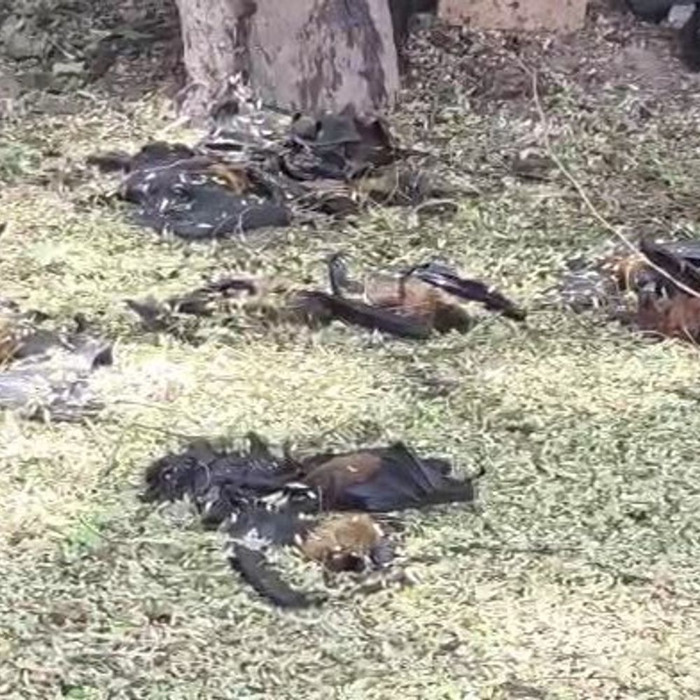 कांकेर में भीषण गर्मी से सैकड़ों चमगादड़ों की मौत:  सरोना गांव में 500 से अधिक चमगादड़ की हीट-स्ट्रोक से गई जान,पेड़ों से गिरकर मर रहे – Kanker News