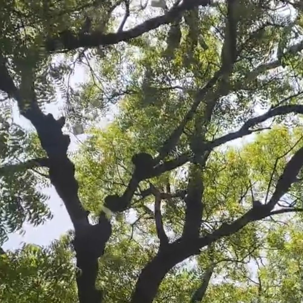 बुलंदशहर में बंदर ने युवक से 2 लाख रुपये छीने:कचहरी में पेड़ पर चढ़कर फेंके नोट, 1.98 लाख ही बचे