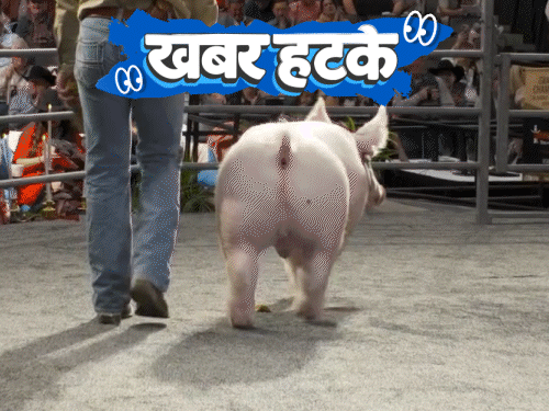 खबर हटके- बंदर ने की ₹500 के नोटों की बरसात:कोर्ट बोला-पुरुषों को गंजा कहना सेक्शुअल हैरेसमेंट, ₹50 हजार का सुअर ₹4.75 करोड़ में बिका