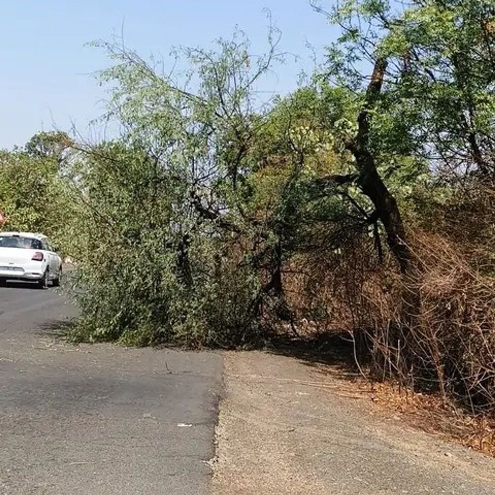 सीहोर में प्री-मानसून बारिश, तापमान में गिरावट:आंधी से कई जगह पेड़ गिरे, 20 जून तक मानसून की संभावना