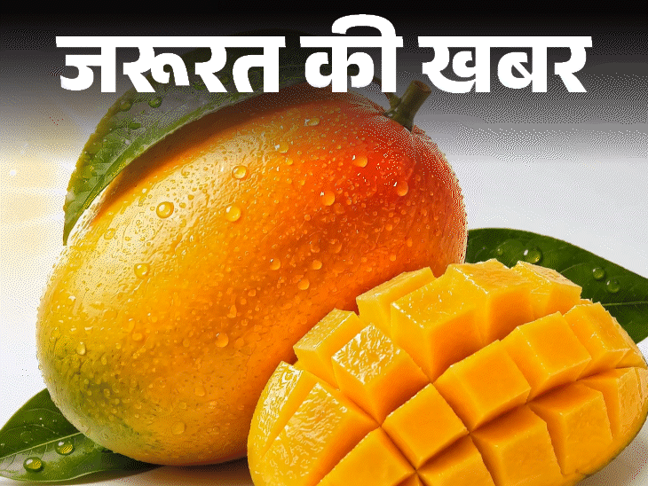 जरूरत की खबर- क्या डायबिटीज में आम खा सकते हैं:क्या हैं आम के फायदे–नुकसान, खाने का सही तरीका, एक्सपर्ट से जानें हर सवाल का जवाब