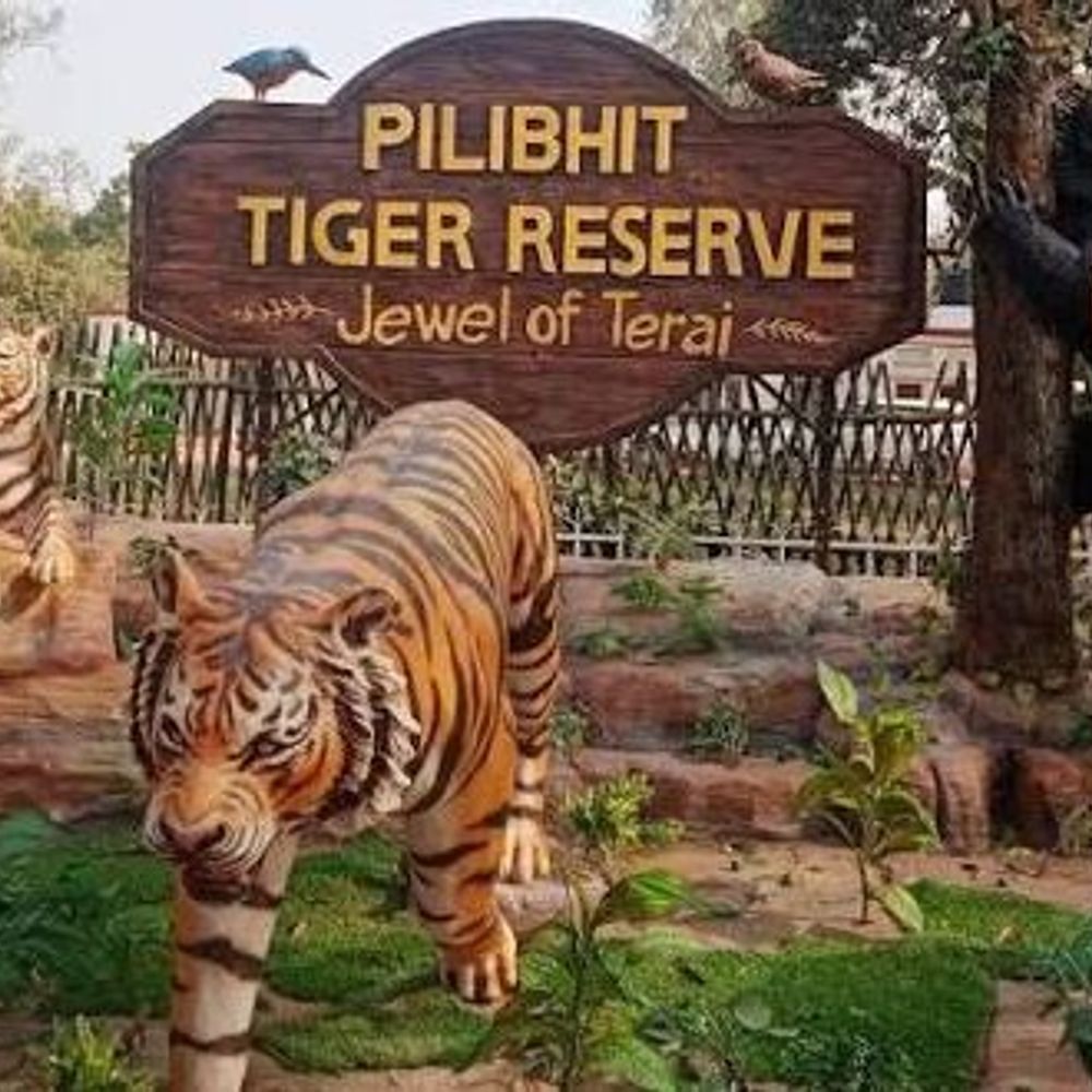पीलीभीत में बाघ को परेशान करने पर यूट्यूबर पर केस:रात में बंद था रास्ता, फिर भी टाइगर रिजर्व में घुसा