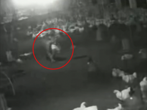 पोल्ट्री फार्म में घुसा तेदुंआ, 10 मुर्गियों का शिकार, VIDEO:धमतरी में रिहायशी इलाके से 500 मीटर की दूरी, ग्रामीणों में दहशत, तीसरी बार दिखा