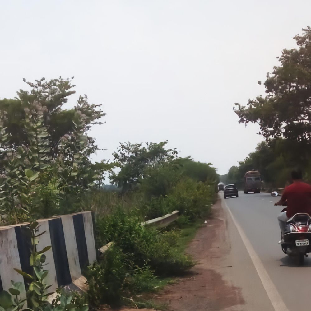 रायखेड़ा नाले पर बने पुल की रेलिंग झाड़ियों में ढंकी, हादसे का खतरा