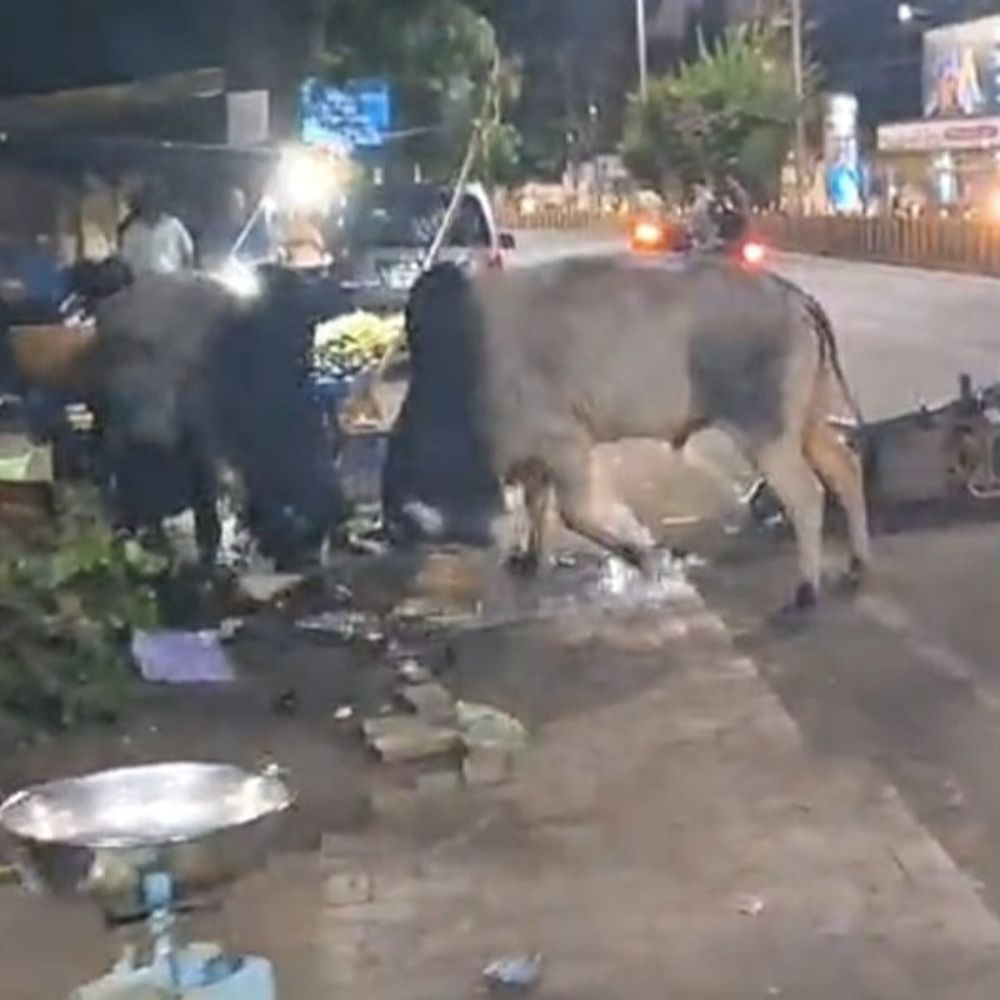 जबलपुर- इंद्रा मार्केट में आधे घंटे तक भिड़े दो सांड:सड़क पर मची अफरा-तफरी, नगर निगम की लापरवाही पर लोगों ने उठाए सवाल