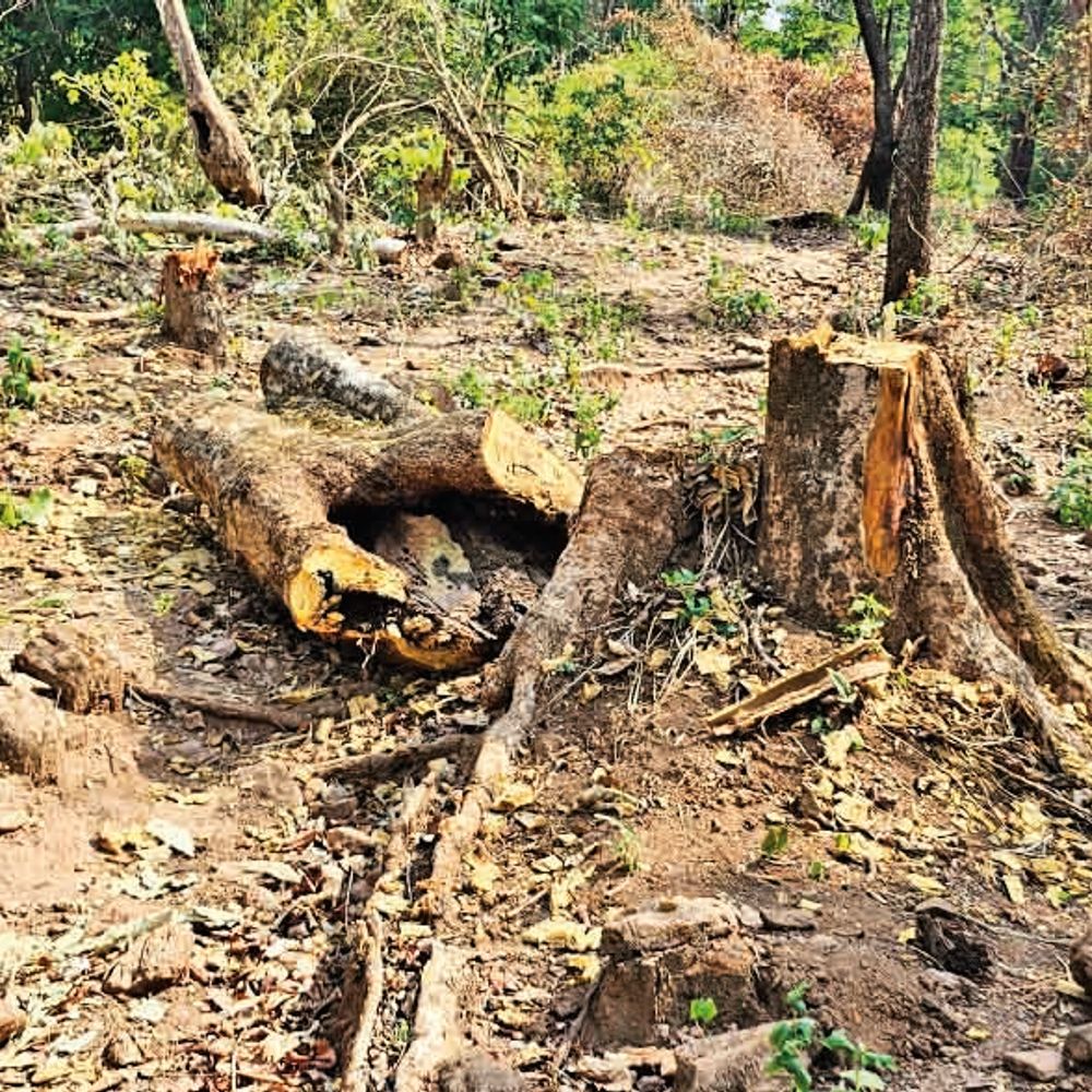 खदान तक रास्ता दिखाने सैकड़ों पेड़ काटकर खाई में फेंके, विभाग ने दर्ज किया वन अपराध