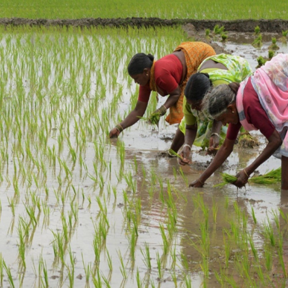 मजदूर कम-पानी की समस्या तो लाइन बोनी, DSR तकनीक कारगर:तकनीक के इस्तेमाल से पारंपरिक खेती की तुलना में 40% खर्च कम, उत्पादन भी बेहतर