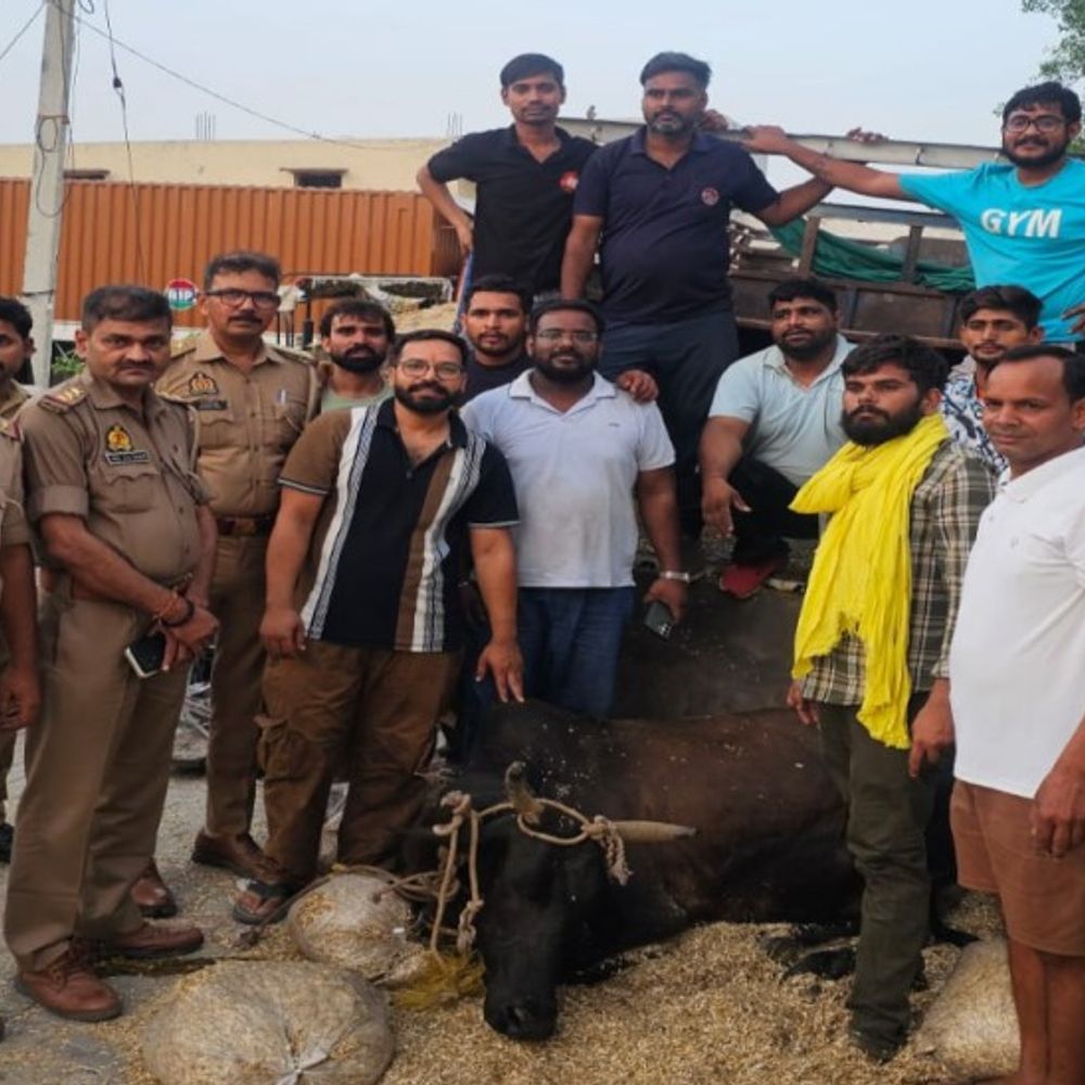 मथुरा में फिल्मी स्टाइल में गो-तस्करों का पीछा:मुठभेड़ के बाद तीन गिरफ्तार,5 गोवंश को कराया मुक्त
