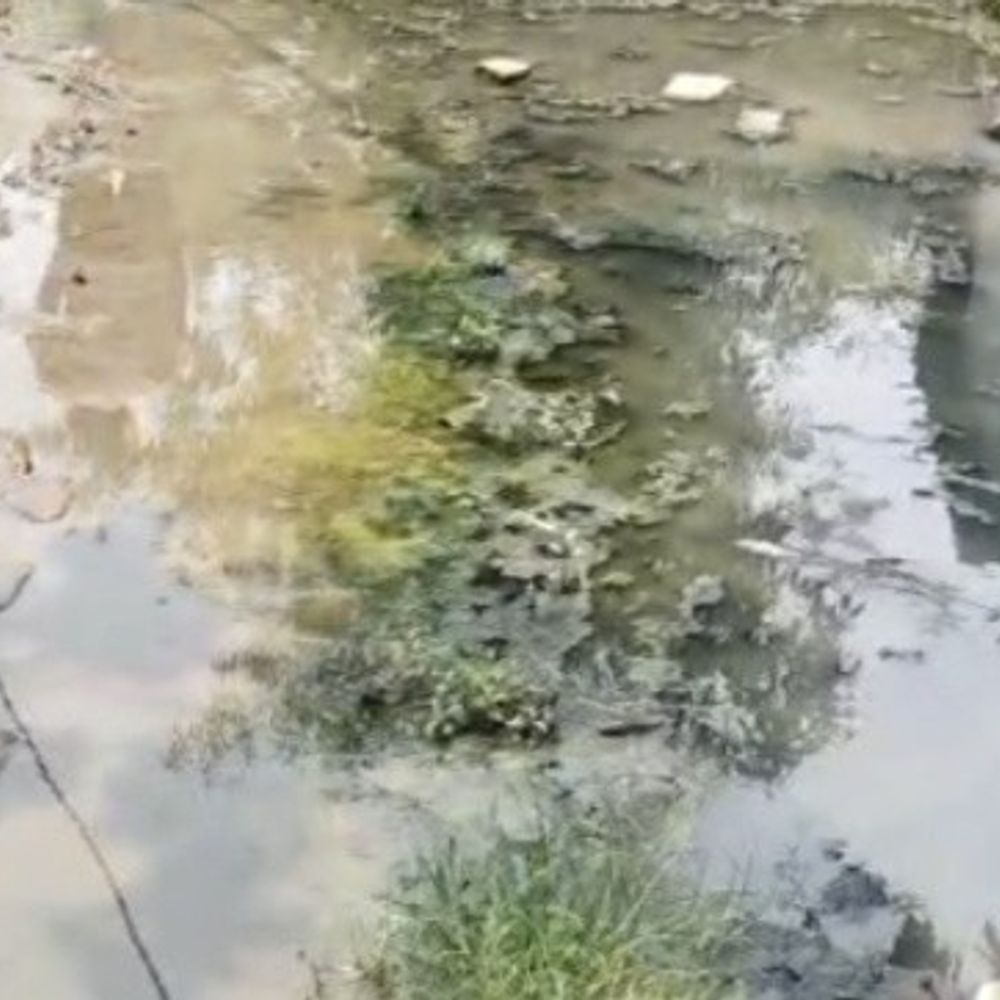 नाली नहीं, सड़कों पर बह रहा पानी:सेमरहना टोले में संक्रामक बीमारियों का खतरा बढ़ा