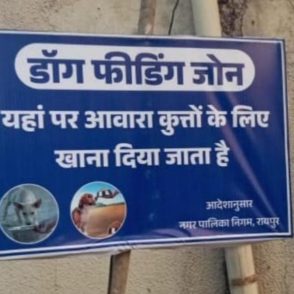 रायपुर में स्ट्रीट डॉग्स को लेकर नया नियम:अब तय जगहों पर ही खिला सकेंगे आवारा कुत्तों को खाना, हाईकोर्ट के आदेश के बाद कार्रवाई