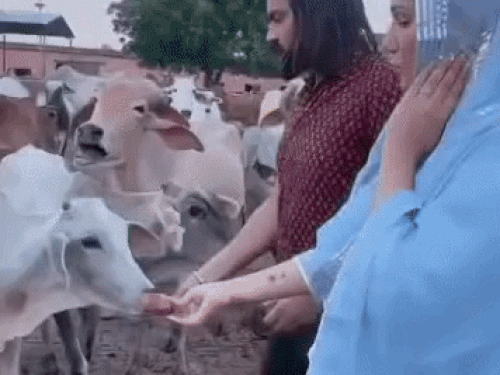 फैमिली-डिस्प्यूट के बीच सपना चौधरी ने पति पर जताया प्यार:रील बनाकर लिखा-मन्ने थोड़ी-थोड़ी तेरे पै मर लेन दें ना; 2 दिन पहले कोर्ट से मांगी थी सिक्योरिटी
