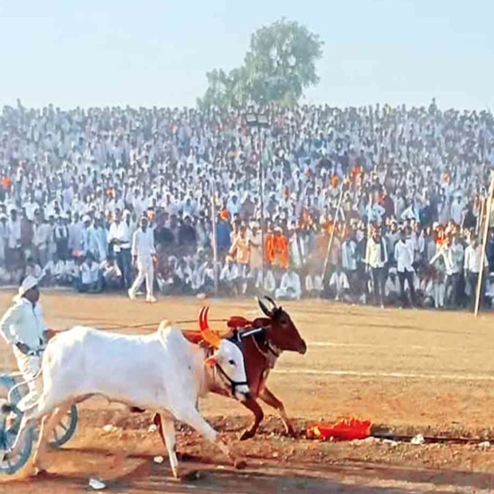 सतवास की बैलगाड़ी दौड़...:"शेरा-शक्ति' की जोड़ी ने मारी बाजी; कीमत 45 लाख, दोनों रोज पीते हैं 10 लीटर दूध