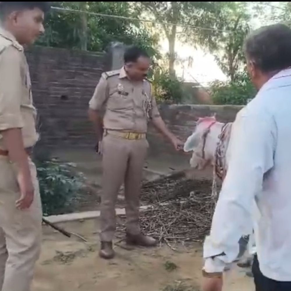 श्रावस्ती में गाय ने 7 दिन खेत में की परिक्रमा:लोगों ने माना चमत्कार की पूजा पाठ, बीमारी निकली वजह, तीन दिन के इलाज से स्थिति सामान्य