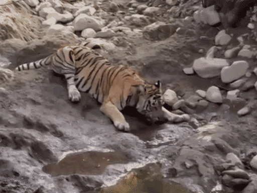 कुंभलगढ़ राजस्थान का छठा टाइगर रिजर्व होगा:NTCA ने दी प्रस्ताव को मंजूरी, आगे निकलेगा गजट नोटिफिकेशन