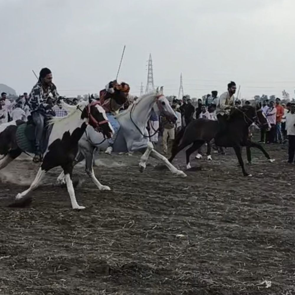 देवास में 5 लीटर दूध पीने वाली 'जोधा' नंबर 1:बादाम खिलाकर पाला, सेवा में तीन लोग लगे, चेतक घुड़दौड़ में 20 घुड़सवारों को हराया