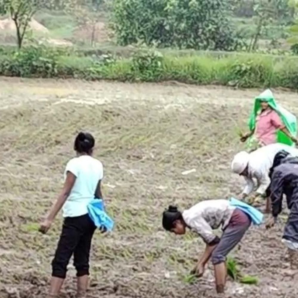 मानसून में देरी से खरीफ की फसल पर पड़ेगा असर:  कृषि वैज्ञानिक बोले: 25 जून तक नहीं आया तो बुवाई प्रभावित होगी – Balaghat (Madhya Pradesh) News
