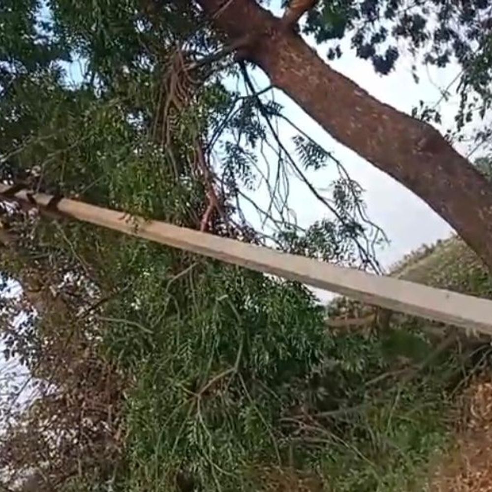 बड़वानी में बेमौसम बारिश-आंधी से तबाही:केले-सब्जी की फसलें बर्बाद, किसानों को लाखों का नुकसान
