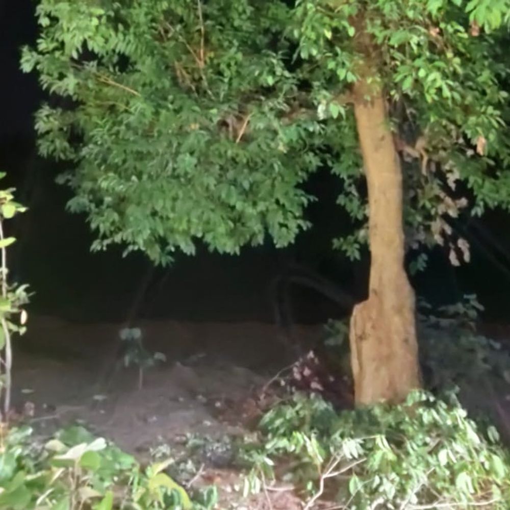 आकाशीय बिजली गिरने से युवक की मौत:  शहडोल में बारिश से बचने पेड़ के नीचे खड़ा था; मौके पर ही झुलस गया – Shahdol News