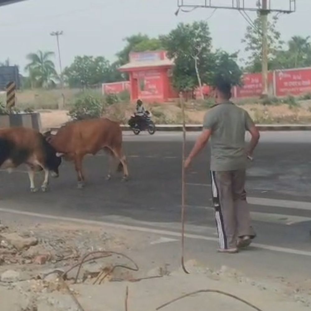बागपत हाईवे पर सांडों की भिड़ंत से यातायात बाधित:15 मिनट तक चली जंग, पुलिस ने सांडों को खदेड़कर रास्ता खुलवाया