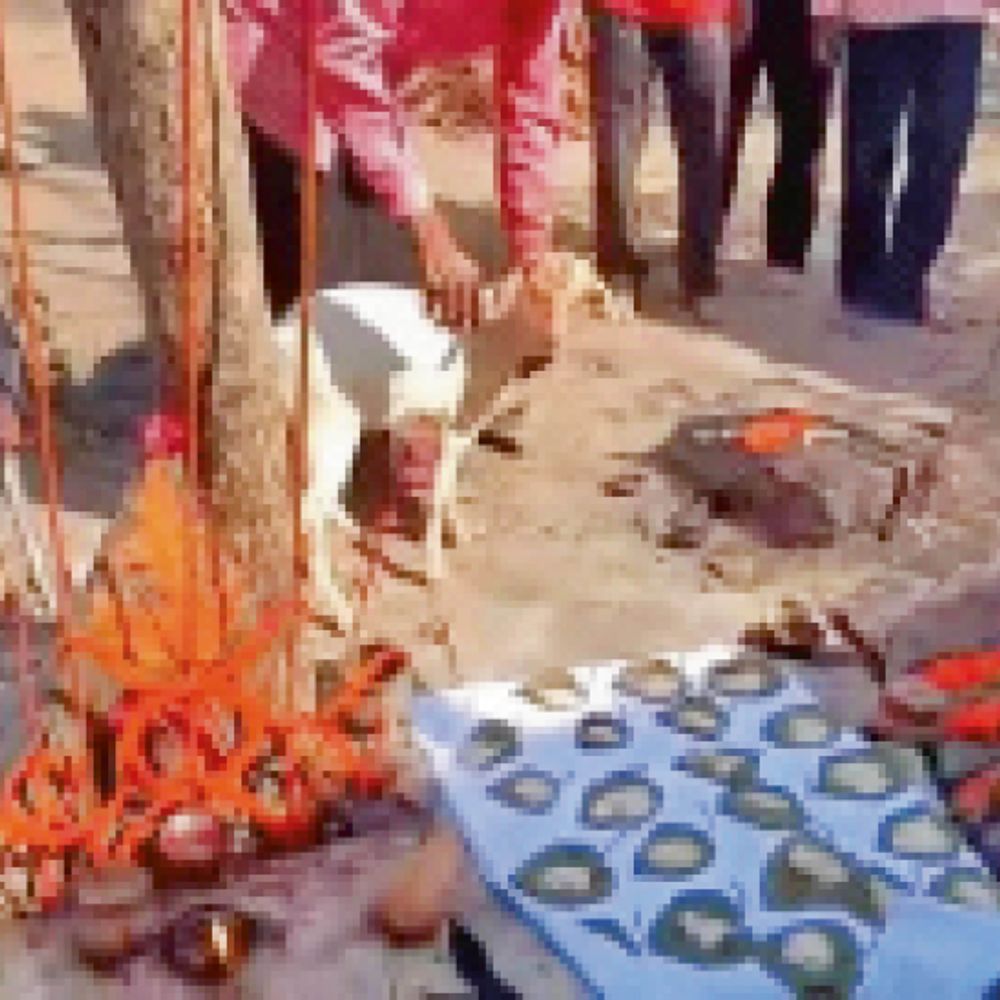 खरवे गांव में पसरा खौफ:शांति पूजा कराने वाले बैगा की भी जा चुकी जान